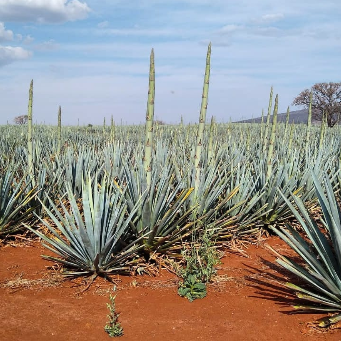 Derrumbes Zacatecas Tequilana